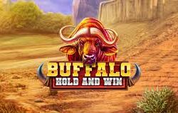 Buffalo Hold and Win Slots